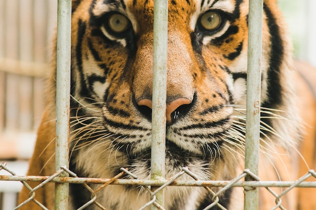 Tigre del Bengala in una gabbia di ferroxAxA