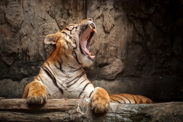 Tigre del Bengala nella foresta che sbadiglia.