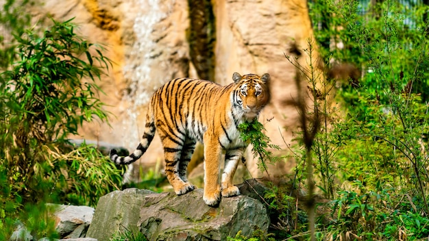 Tigre del Bengala nella natura