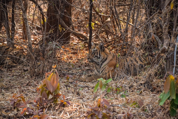 Tigre del Bengala selvatica che riposa tra i cespugli Stagione estiva nella riserva della tigre di Tadoba Cucciolo subadulto di Lara