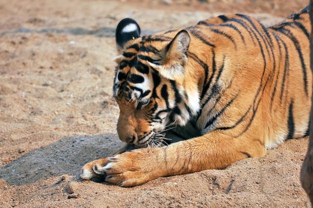 Tigre del Bengala