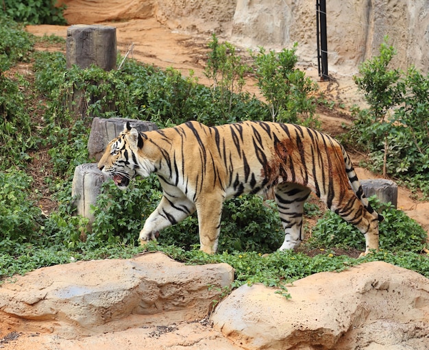 tigre del Bengala