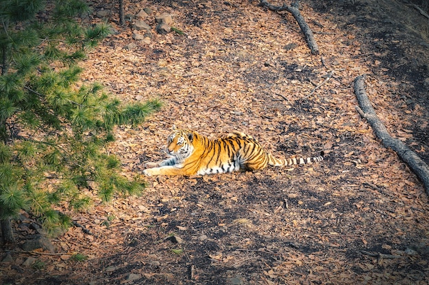 Tigre dell'Amur che riposa nella foresta in Russia