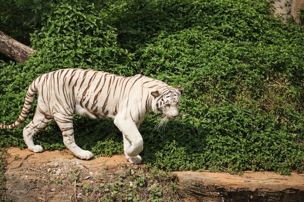 Tigre di Bengala bianca che riposa e che cammina