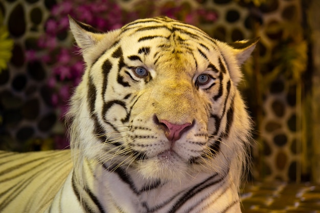 Tigre di Bengala bianca nello zoo. Pattaya, Tailandia