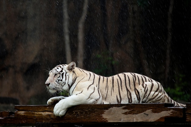 Tigre di Bengala bianca sotto la pioggia