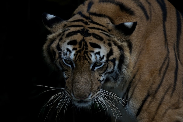 Tigre di Bengala del primo piano e fondo nero