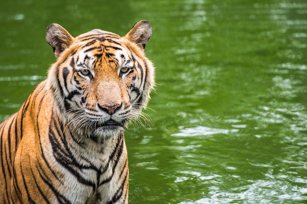 Tigre di Bengala nella foresta con lo spazio della copia