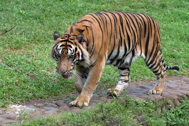 Tigre di Sumatra con sguardi curiosi