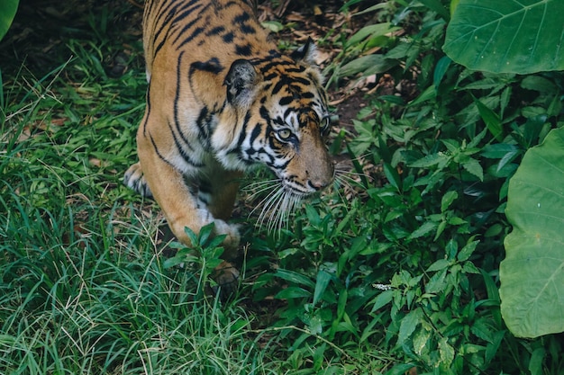 Tigre di Sumatra Panthera tigris sumatrae nella foresta
