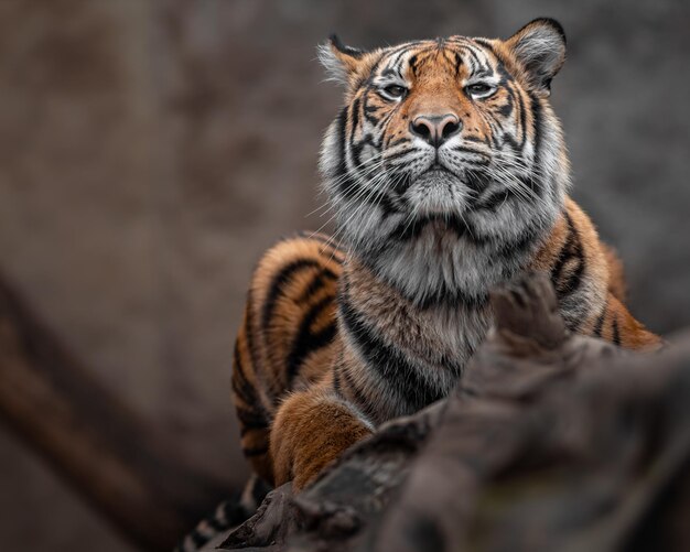 Tigre di Sumatra