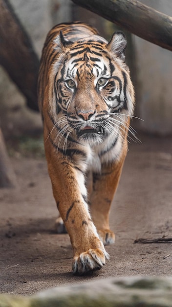 Tigre di Sumatra