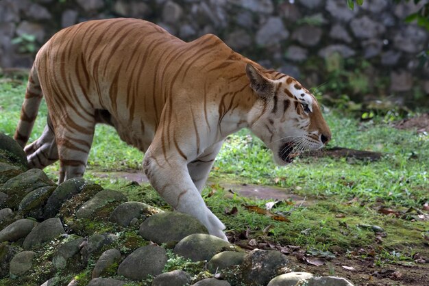 Tigre dorata rara nel loro ambiente