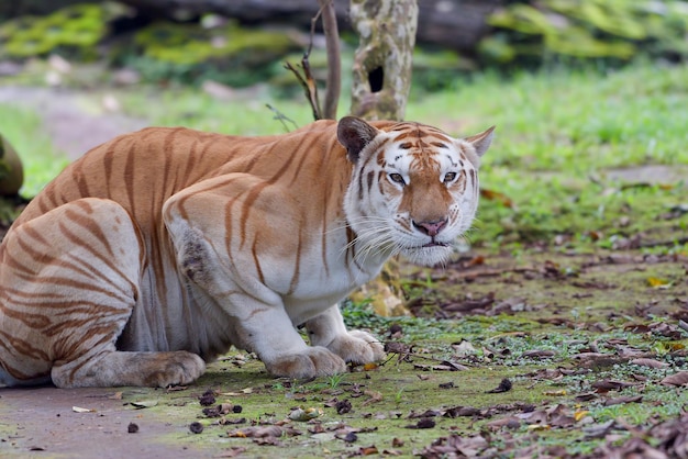 Tigre dorata rara nel loro ambiente