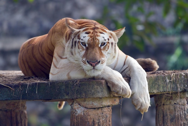 Tigre dorata rara nel loro ambiente