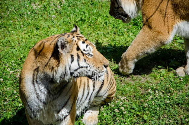 Tigre e tigre in natura