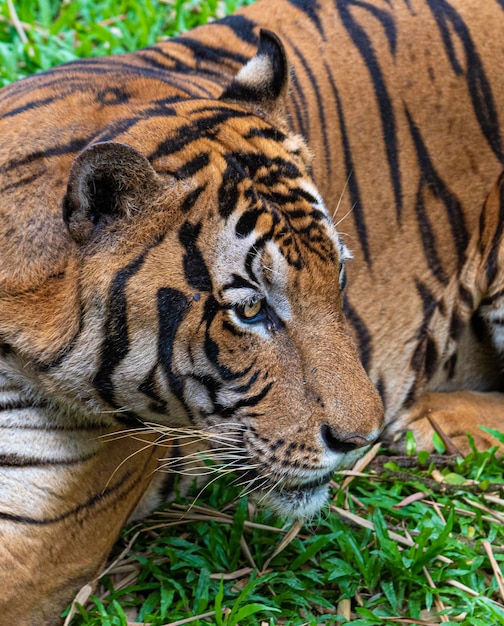 Tigre in primo piano che guarda da un'altra parte