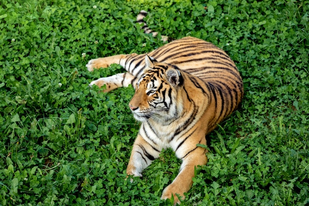 Tigre incredibile