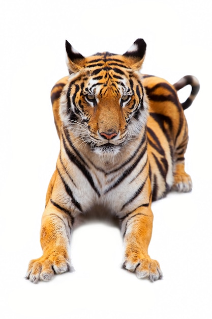 Tigre isolata.