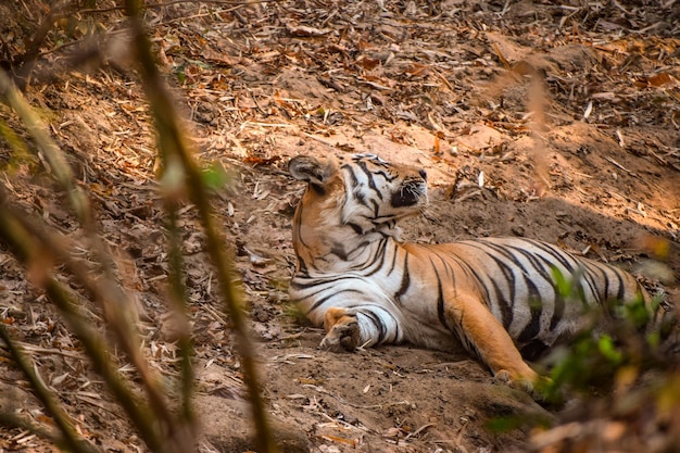 Tigre maschio che guarda il turista nella zona cuscinetto di Junona della riserva della tigre di Tadoba Andhari