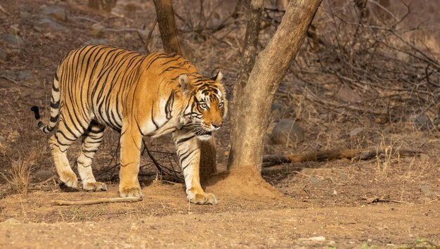 Tigre maschio Panthera tigris nella foresta della riserva di tigri di Ranthambore