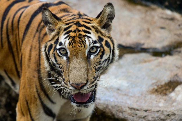 Tigre nel giardino zoologico