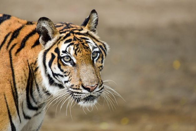 Tigre nel giardino zoologico