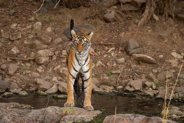 Tigre nel suo habitat naturale