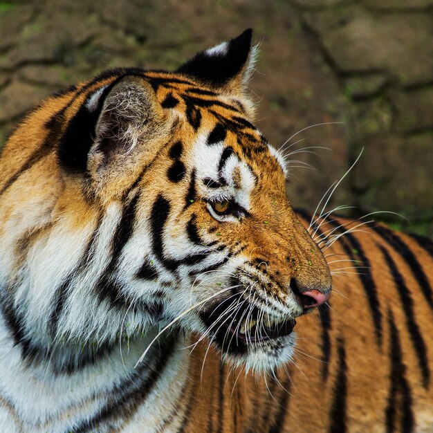 Tigre, ritratto di una tigre del Bengala.