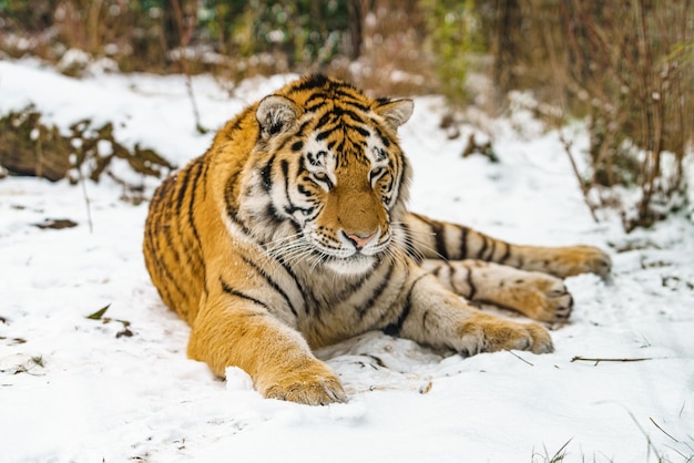 Tigre sdraiata sulla neve Bella tigre siberiana selvaggia sulla neve