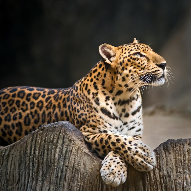 Tigre seduto sul legno nello zoo