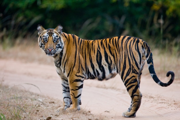 Tigre selvaggia del Bengala in piedi sulla strada nella giungla. India.