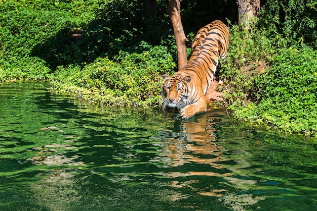 Tigre siberiana in acqua allo zoo