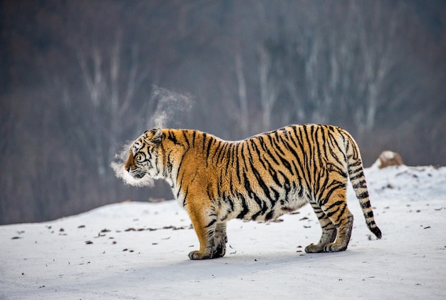 Tigre siberiana in una giornata invernale