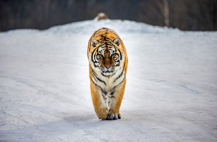 Tigre siberiana in una giornata invernale