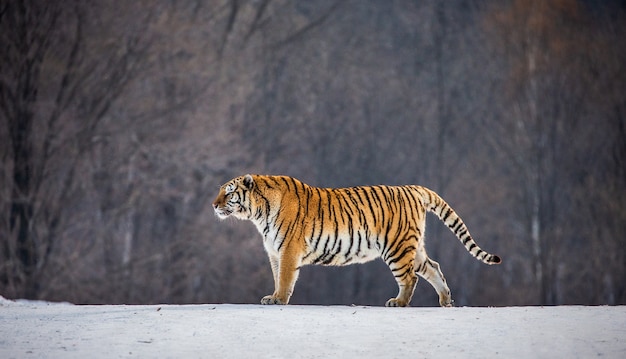 Tigre siberiana in una giornata invernale