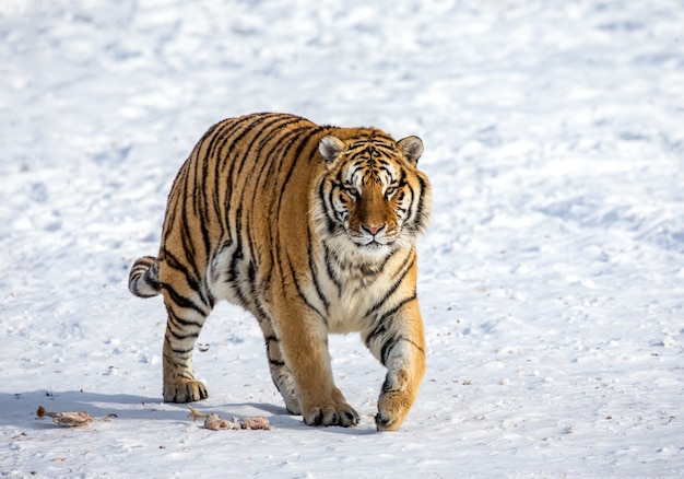 Tigre siberiana in una giornata invernale