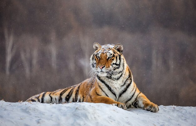 Tigre siberiana in una giornata invernale