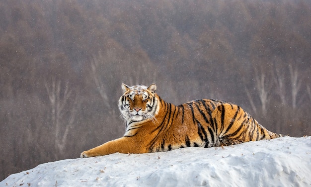 Tigre siberiana in una giornata invernale