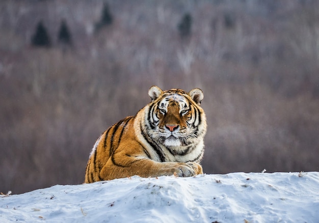 Tigre siberiana sdraiata su una collina coperta di neve