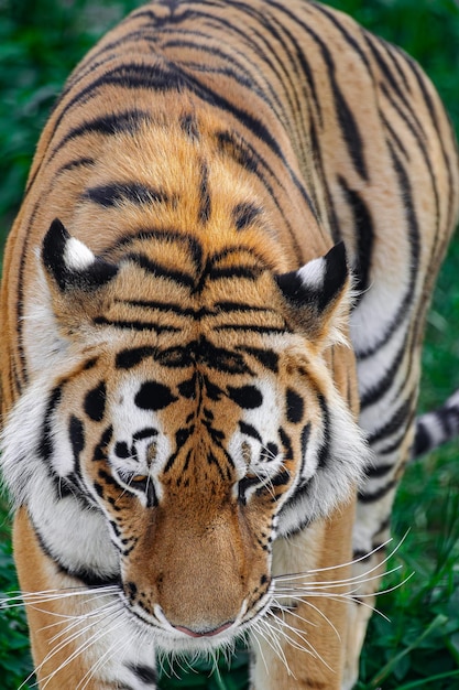 Tigre siberiano Panthera tigris altaicastanding con la testa verso il basso vista ravvicinata