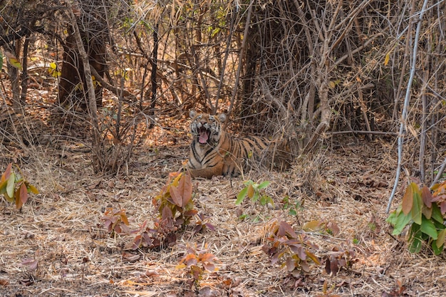 Tigre subadulta che sbadiglia in una calda giornata di sole Inizio della stagione estiva Tadoba National Park