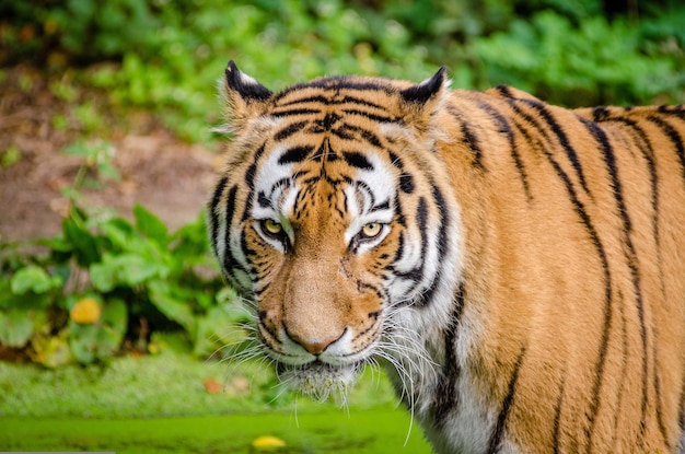 Tigre sul tronco dell'albero