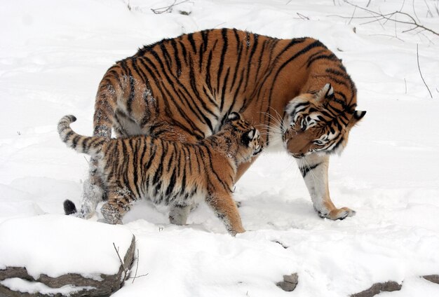 Tigre sul tronco dell'albero