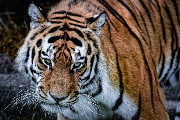 Tigre sul tronco dell'albero