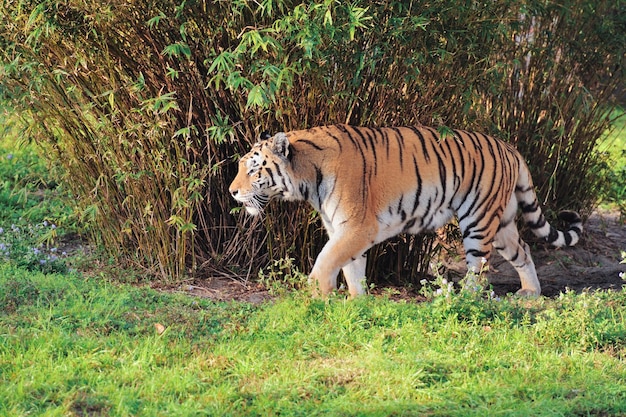 Tigre sull'erba in Animal Kingdom a Orlando, Florida