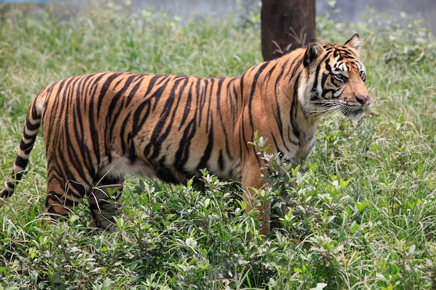 Tigre sull'erba
