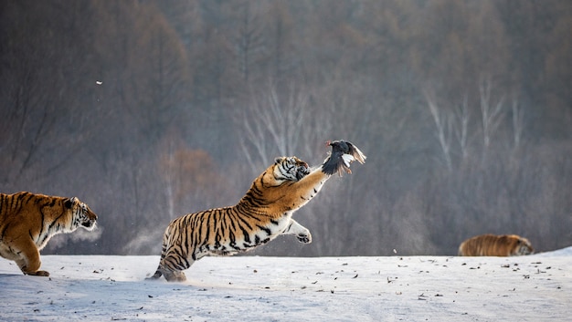 Tigri siberiane in una giornata invernale