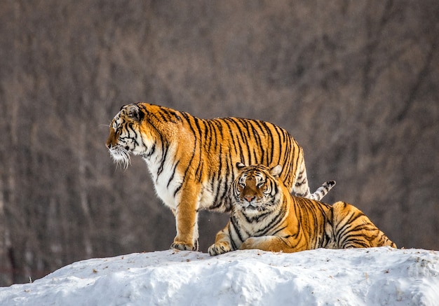 Tigri siberiane in una giornata invernale