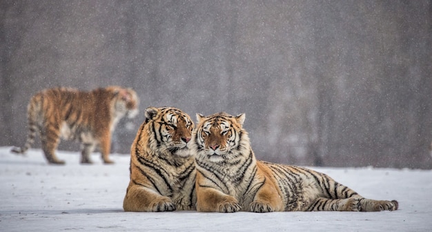 Tigri siberiane in una giornata invernale